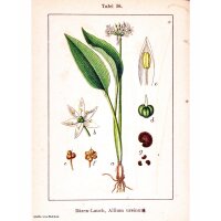 Ramsons / Bear Garlic (Allium ursinum) organic seeds