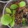 Edible Burdock (Arctium lappa var. sativa) organic seeds