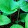 Edible Burdock (Arctium lappa var. sativa) organic seeds
