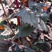 Red Orache (Atriplex hortensis) organic seeds