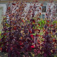 Red Orache (Atriplex hortensis) organic seeds