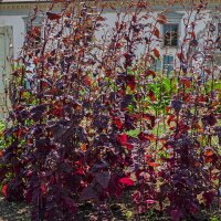 Red Orache (Atriplex hortensis) organic seeds