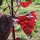 Red Orache (Atriplex hortensis) organic seeds