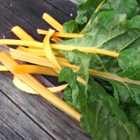 Colourful chard Selection Sunset (Beta vulgaris ssp....