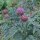 Cardoon (Cynara cardunculus) organic seeds