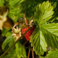 Wild Strawberry (Fragaria vesca) organic