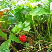 Wild Strawberry (Fragaria vesca) organic