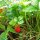 Wild Strawberry (Fragaria vesca) organic seeds