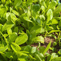 Misticanza lettuce mix (Lactuca sativa and others) organic