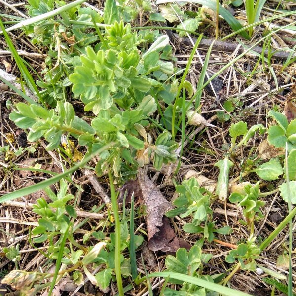 Lentil (Lens culinaris) organic