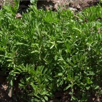 Lentil (Lens culinaris) organic