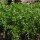 Lentil (Lens culinaris) organic