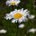 Chamomile (Matricaria chamomilla) organic seeds