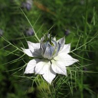 Love-in-a-mist (Nigella damascena) organic seeds