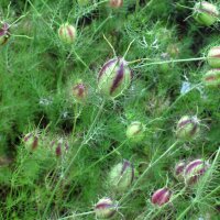 Love-in-a-mist (Nigella damascena) organic seeds