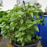 Mexican cinnamon basil (Ocimum basilicum) organic seeds