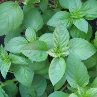 Mexican cinnamon basil (Ocimum basilicum) organic seeds