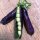 Purple Snap Pea Blauwschokker (Pisum sativum) organic seeds