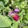 Purple Snap Pea Blauwschokker (Pisum sativum) organic seeds