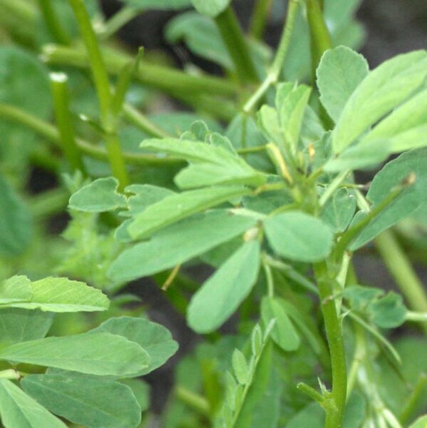 Fenugreek organic seeds  Trigonella foenum-graecum