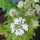 Hairy Mountain Mint (Pycnanthemum pilosum) organic seeds