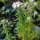 Hairy Mountain Mint (Pycnanthemum pilosum) organic