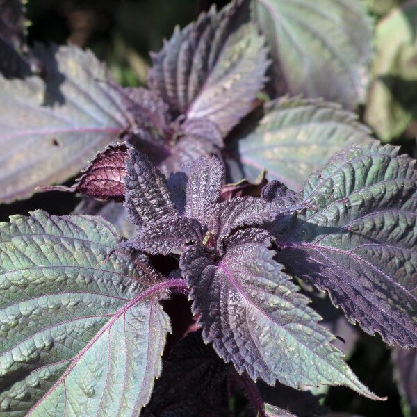 Red Shiso (Perilla frutescens var. purpurascens) seeds