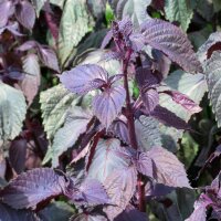 Red Shiso (Perilla frutescens) seeds