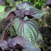 Red Shiso (Perilla frutescens) seeds