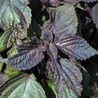 Red Shiso (Perilla frutescens) seeds