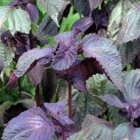Red Shiso (Perilla frutescens var. purpurascens) seeds