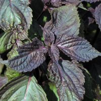 Red Shiso (Perilla frutescens var. purpurascens) seeds