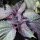 Red Shiso (Perilla frutescens var. purpurascens) seeds