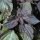 Red Shiso (Perilla frutescens var. purpurascens) seeds
