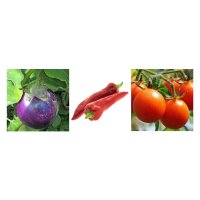 Aromatic Sun Adorers (Organic) - Seed kit