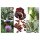 Old Italian Vegetables  (Organic) - Seed kit