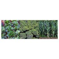 Winter Vegetable Plants (Organic) - Seed kit