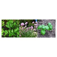 Kitchen Herbs For The Window (Organic) -  Seed kit