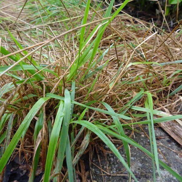 Sweet Vernal Grass (Anthoxanthum odoratum) organic seeds