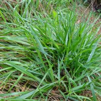 Sweet Vernal Grass (Anthoxanthum odoratum) organic seeds