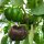 Sweet Pepper Topepo Rosso (Capsicum annuum) seeds