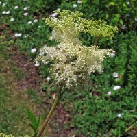 Meadowsweet (Filipendula ulmaria) organic seeds