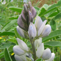 White Lupin (Lupinus albus) seeds