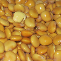 White Lupin (Lupinus albus) seeds