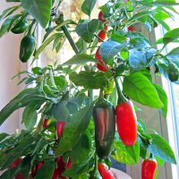 Jalapeño Pepper (Capsicum anuum) organic seeds