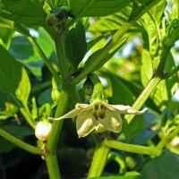 Jalapeño Pepper (Capsicum anuum) organic seeds