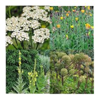 Traditional Power and Protective Plants (Organic) - Seed Kit Gift Box