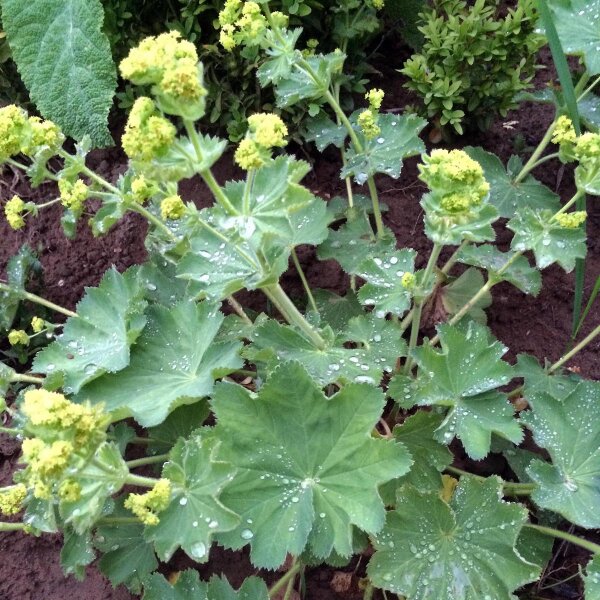 Ladys mantle (Alchemilla xanthochlora)  seeds