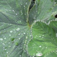 Ladys mantle (Alchemilla xanthochlora)  seeds