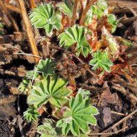 Ladys mantle (Alchemilla xanthochlora)  seeds